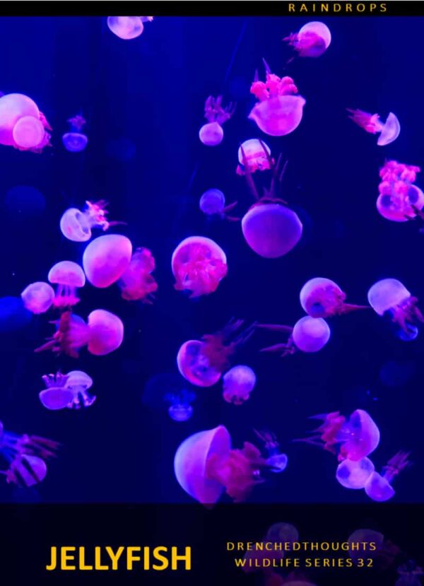 Drenched Thoughts – Jellyfish in 5 Words: Wildlife Series