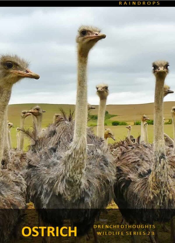 Drenched Thoughts – Ostrich in 5 Words: Wildlife Series