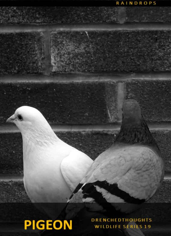 Drenched Thoughts – Pigeon in 5 Words: Wildlife Series