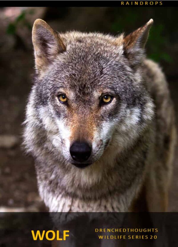 Drenched Thoughts – Wolf in 5 Words: Wildlife Series