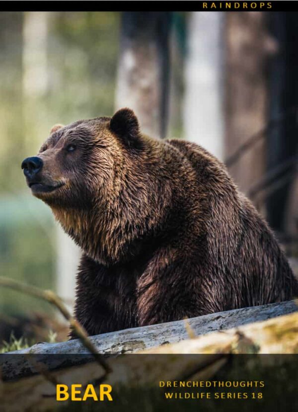 Drenched Thoughts – Bear in 5 Words: Wildlife Series